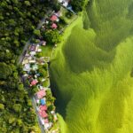 Fotografia de vida selvagem: foto de bololô de abelhas vence concurso internacional | Natureza